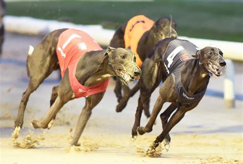 Greyhound Races Daily Updates from the Greyhound Industry.